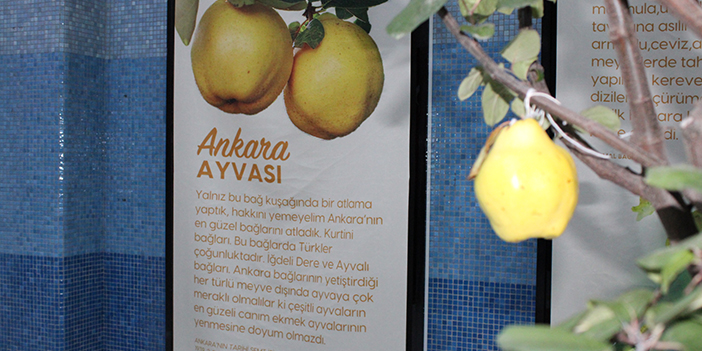 ankaranin-on-meyvesi-3.jpg