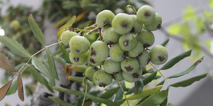 ankaranin-on-meyvesi-8.jpg