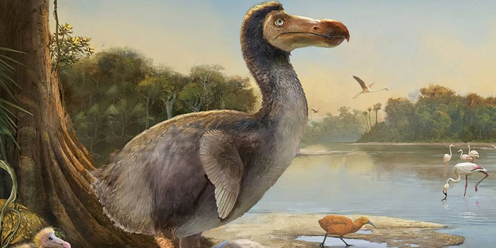 dodo-2.jpg
