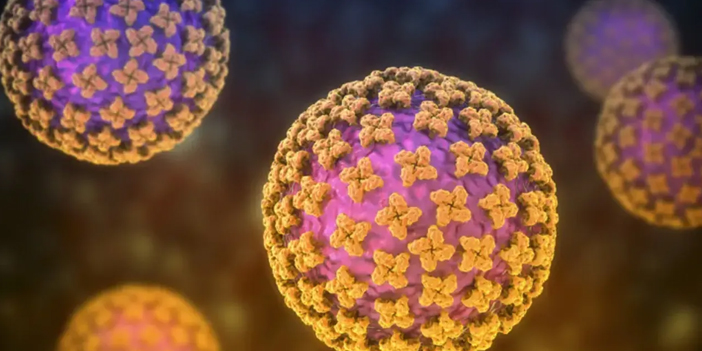 hantavirus-3.jpg