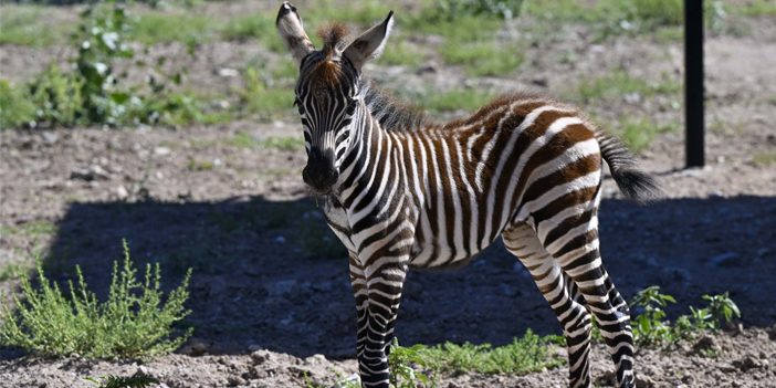 zebra-2.jpg