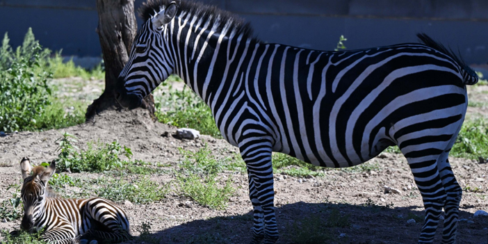 zebra-3.jpg