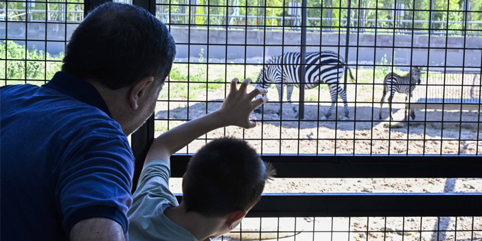 zebra-4.jpg