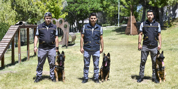 k9-2.jpg