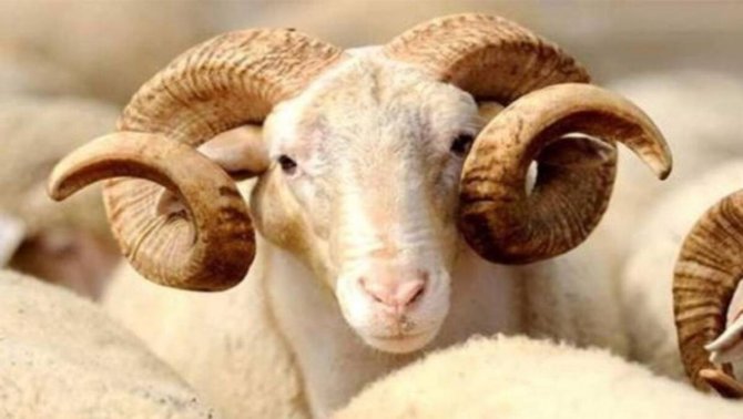 kurban keserken dikkat edilecekler