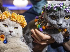 3. Uluslararası Pursaklar Kedi Güzellik Festivali