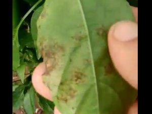 Bitkilerde mantar hastalığının ilacı var mı?