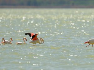 Flamingolar İzmir'i sevdi