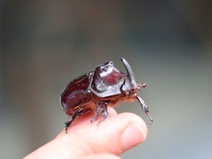 Tokat'a gergedan böceği bulundu