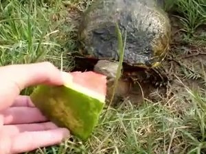 Kaplumbağaları karpuzla besliyor