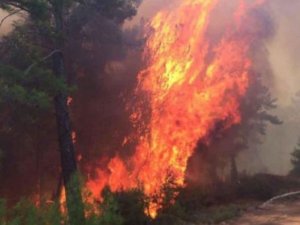 Muğla'da orman yangını