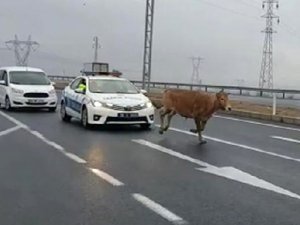 Yola çıkan başı boş dana, trafiği birbirine kattı