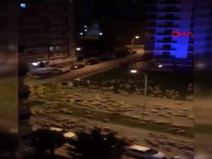 Samsun'da koyun sürüsü, caddeyi kapattı