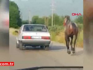 Atın, otomobille koşturulmasına tepki