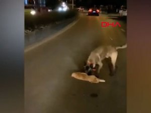 Çin’de ölen kediyi ezilmekten kurtaran köpeğin çabası kamerada