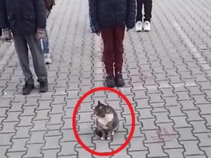 İstiklal Marşı okunduğu sırada kıpırdamadan duran kedi dikkat çekti