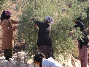 Şırnak'ta zeytin hasadı heyecanı