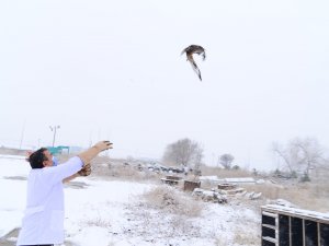 Silahla yaralanan kızıl şahin tedavisinin ardından doğaya salındı