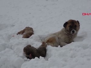 Köpek, donarak ölen yavrularının başından 5 gündür ayrılmıyor