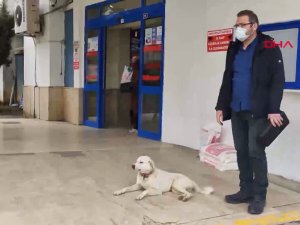 Sahibi tedavi gören 'Pamuk' köpek, 14 gün hastane kapısında bekledi