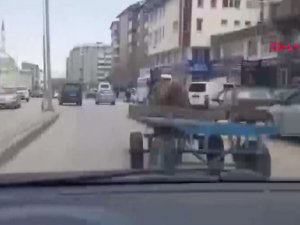 Trafikte dört nala koşan at, çok sayıda araçta hasara neden oldu