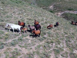 Yılkı atları, 2 bin 300 rakımlı yaylada dronla görüntülendi