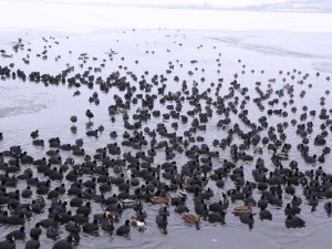 101 farklı türden 20 bin su kuşuna ev sahipliği yapıyordu! Son hali yürekleri sızlattı