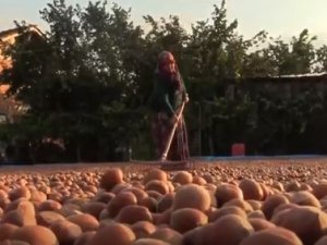 Batı Karadeniz’de ‘yeşil altın’ harmana indi