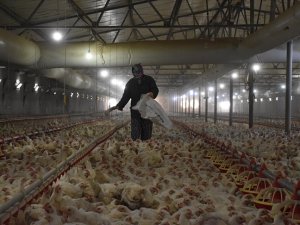 Eşi rahatsızlanan kadın tavuk çiftliğinin sorumluluğunu üstlendi