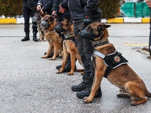 Operasyonların "gizli kahramanı" dedektör köpekler