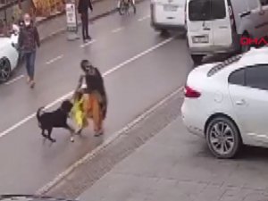 Köpek üzerine atlayınca kucağından çocuğu düşürdü; o anlar kamerada