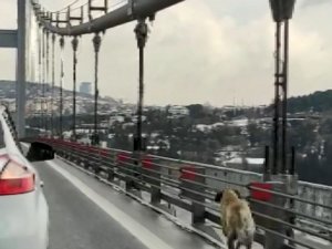 Köprüden geçen sokak köpeğine güvenlik konvoyu