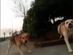 Kampüste köpek saldırısına uğradı