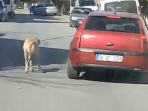 Maltepe'de otomobil sürücüsü iple bağlı köpeğini peşinden koşturdu