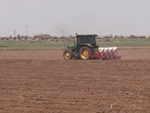 Şanlıurfa'da pamuk tohumları toprakla buluşmaya başladı