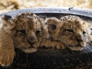 Ankara'daki yırtıcı hayvan parkında 3 aslan yavrusu dünyaya geldi