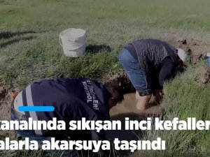 Sulama kanalında sıkışan inci kefalleri kovalarla akarsuya taşındı