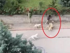Sokak köpeklerinin ortaokul öğrencisine saldırdı
