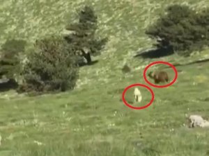 Kangal köpeği, sürüye yaklaşan ayıyı kovaladı