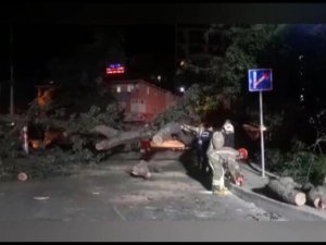 Sancaktepe'de asırlık ağaç yola devrildi
