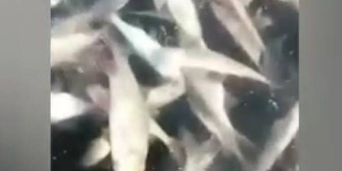 Rusya'da donan gölde telef olan balıklar böyle görüntülendi