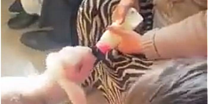 Bursa'da hastaneye gelen sahibinin peşini bırakmayan kuzu! Bakan Koca paylaştı