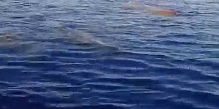 Kaş ve Fethiye açıklarında balinalar görüntülendi
