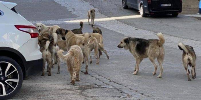 Adana'da sokak köpeği dehşeti kamerada!