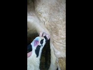 Öksüz kuzuya annelik eden inek görenleri şaşırtıyor