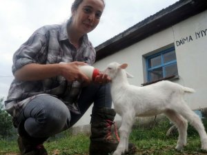 İki dil bilen 'Nişantaşı kızı' köyde keçi güdüyor