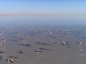 Bozkırın ortasındaki 'kuş cenneti' Tuz Gölü