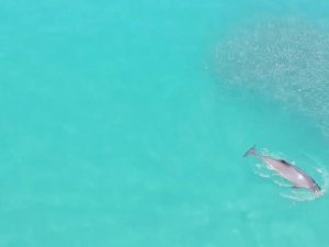 Yunusların balık kovalamacası drone ile görüntülendi