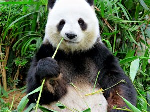 Bambu ağacı yiyen Panda